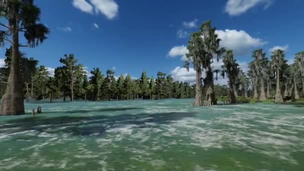 Жуткие лысые кипарисы в болоте — стоковое видео