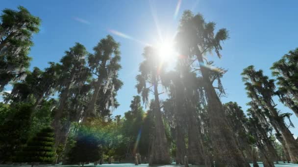 Spooky bald cypresses in the swamp — 图库视频影像