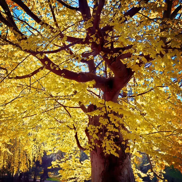 Infrared view of outdoor public park — Stock Photo, Image