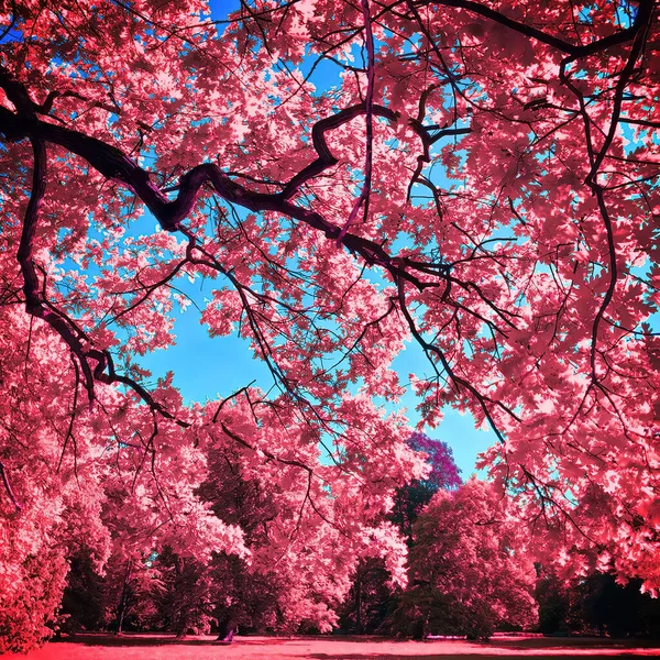 Infrared view of outdoor public park — Stock Photo, Image