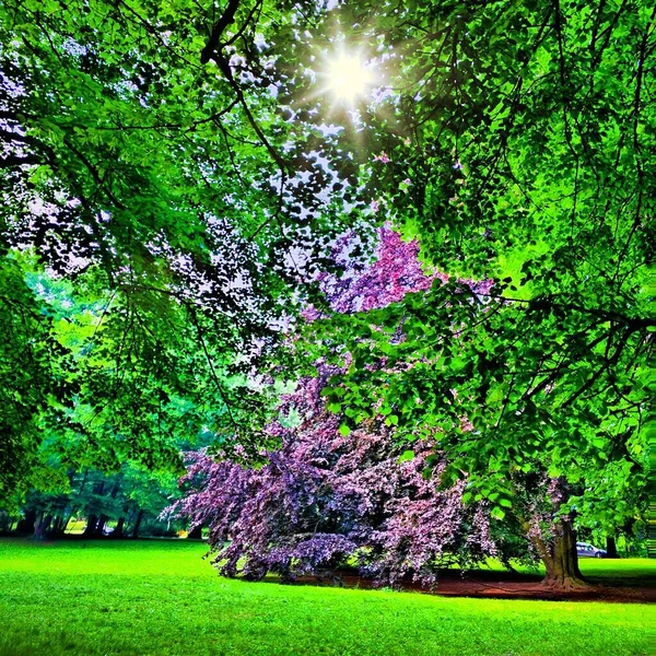 Infračervený pohled na venkovní veřejný park — Stock fotografie