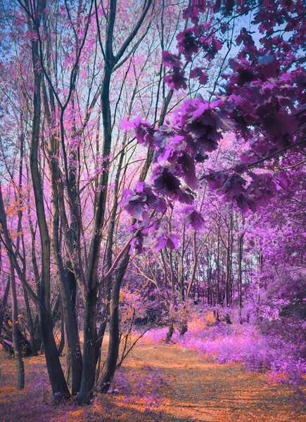 Near Infrared or IR photo panoramic view of outdoor public park