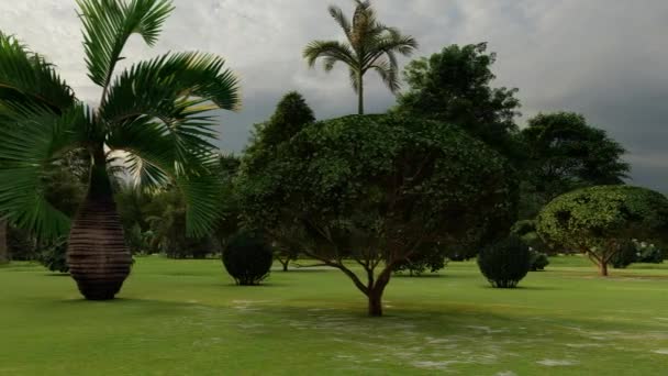 Belas plantas tropicais no jardim à luz do sol — Vídeo de Stock