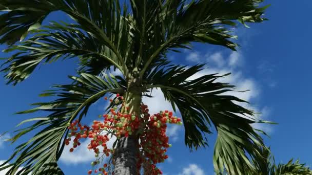 Palmier Manille graine crue sur arbre — Video