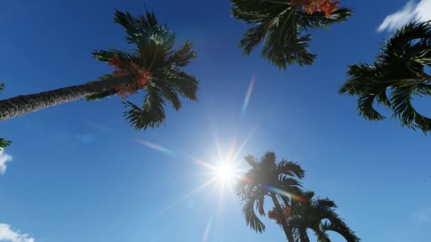 Manila palmera semilla cruda en el árbol — Vídeos de Stock