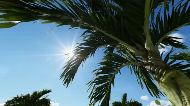 Manila palm raw seed on tree — Stock Video