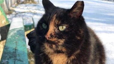 Evsiz kedileri beslemek, özellikle kışın.