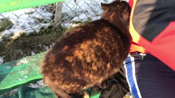 Feeding homeless cat, especially in winter — Stock Video