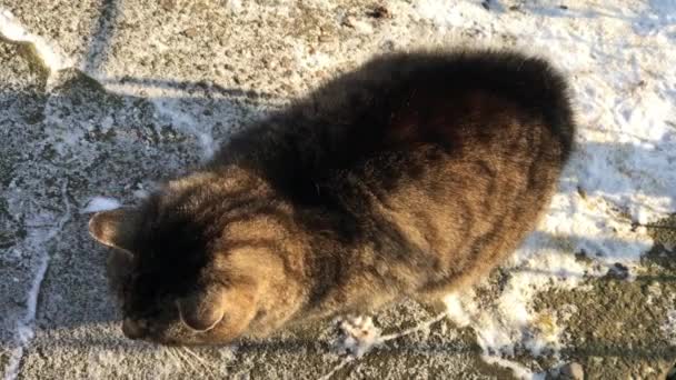 Feeding homeless cat, especially in winter — Stock Video