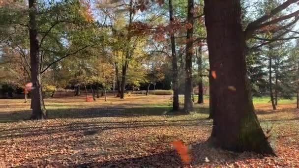 Arbres à feuilles jaunies dans le parc d'automne 