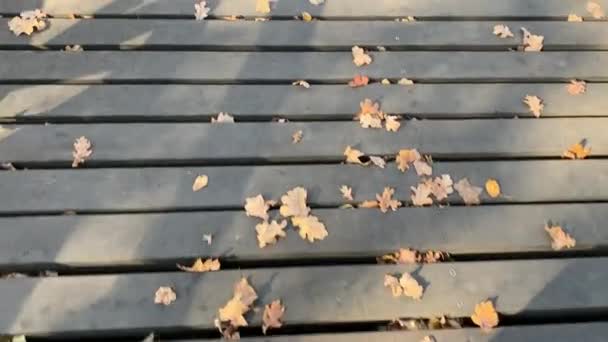 Bäume mit vergilbten Blättern im Herbstpark — Stockvideo