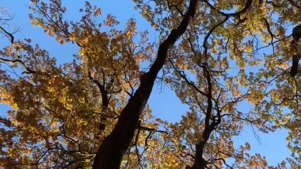 Дерева з пофарбованим листям в осінньому парку — стокове відео