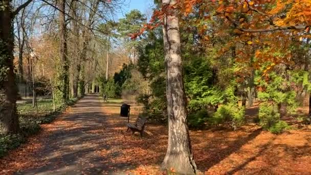 Bomen met vergeelde bladeren in het herfstpark — Stockvideo