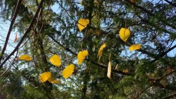 Bomen met vergeelde bladeren in het herfstpark — Stockvideo