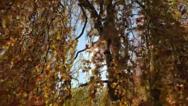 Bomen met vergeelde bladeren in het herfstpark — Stockvideo