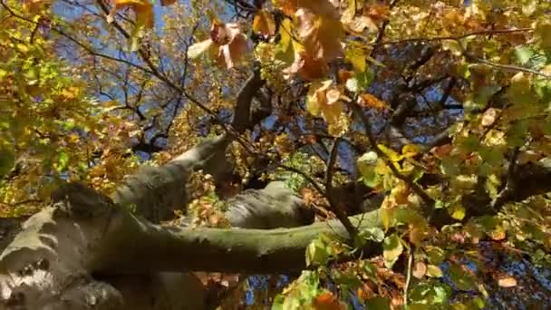 가을 공원에 노란 나뭇잎이 달린 나무들 — 비디오