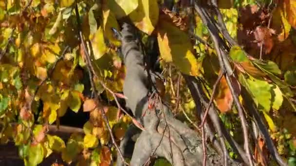 Arbres à feuilles jaunies dans le parc d'automne 