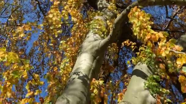 Bomen met vergeelde bladeren in het herfstpark — Stockvideo