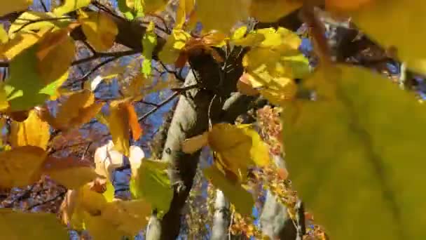 Träd med gulnade blad i höstparken — Stockvideo