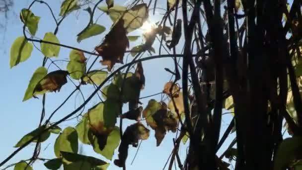 Árboles con hojas amarillentas en el parque de otoño — Vídeos de Stock