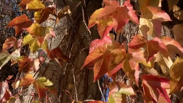 Stromy se zažloutlými listy v podzimním parku — Stock video