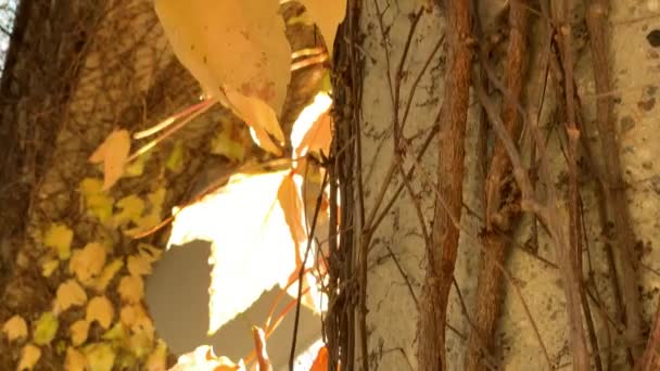 Árboles con hojas amarillentas en el parque de otoño — Vídeo de stock