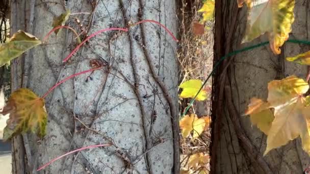 Bäume mit vergilbten Blättern im Herbstpark — Stockvideo