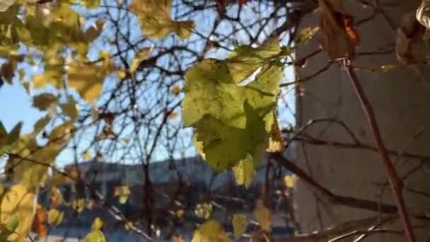 Arbres à feuilles jaunies dans le parc d'automne 