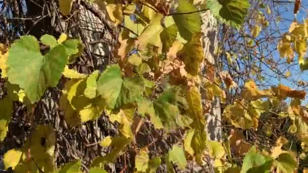 Stromy se zažloutlými listy v podzimním parku — Stock video