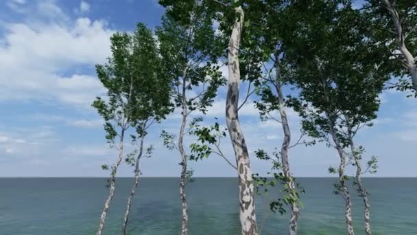 Berkenbomen in felle zon in de zomer — Stockvideo