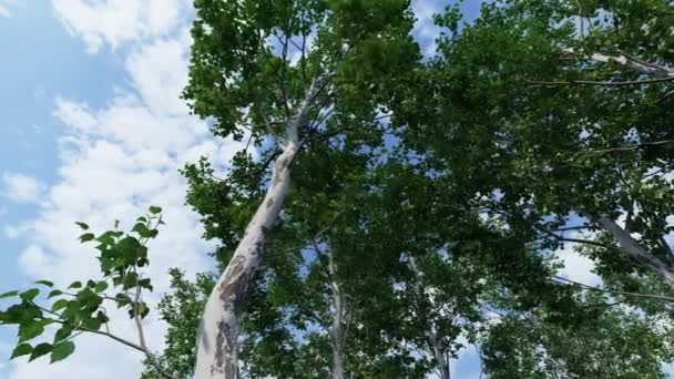 여름에 햇빛 이 잘 드는 자작나무 — 비디오