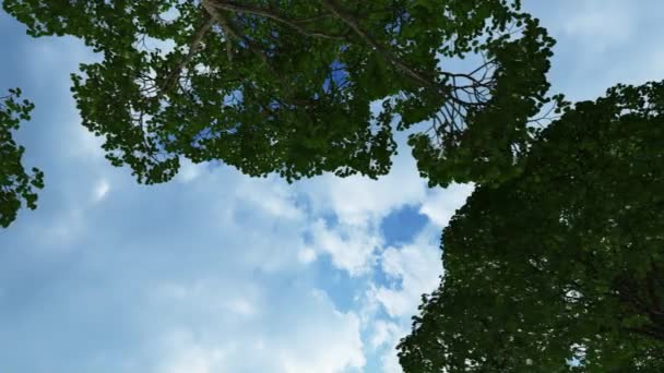 Elzenbomen in de zomer — Stockvideo