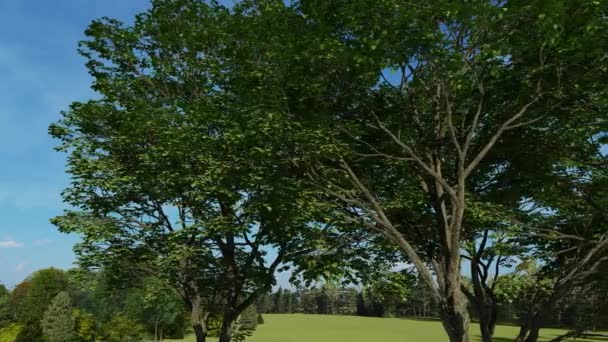 Árboles de aliso en verano — Vídeos de Stock