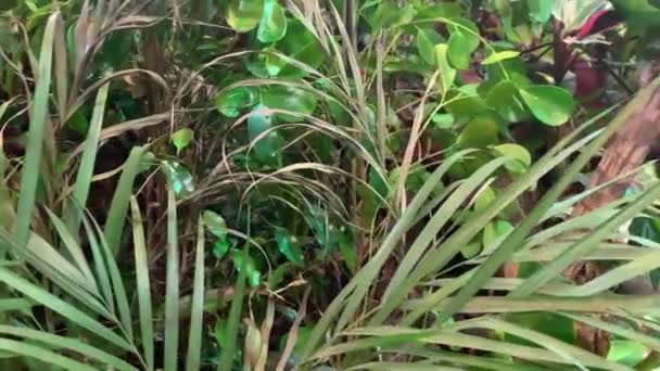 Dichtes Pflanzendickicht im unwegsamen Dschungel — Stockvideo