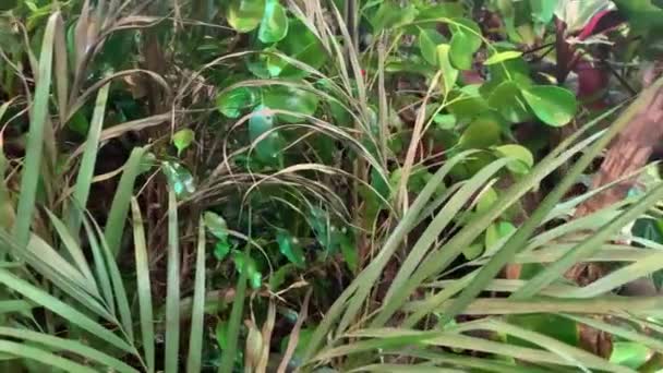 Des fourrés denses de plantes dans la jungle infranchissable — Video