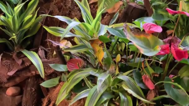 Плотные заросли растений в непроходимых джунглях — стоковое видео