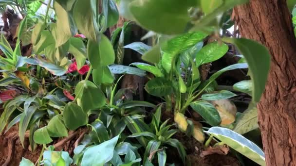 Husté houští rostlin v neproniknutelné džungli — Stock video