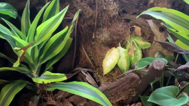 Плотные заросли растений в непроходимых джунглях — стоковое видео