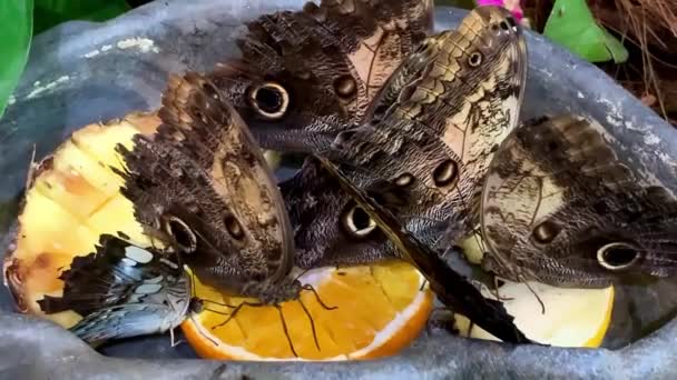 Mariposas chupando jugos en frutas — Vídeos de Stock