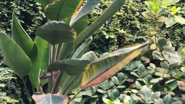 Des fourrés denses de plantes dans la jungle infranchissable — Video