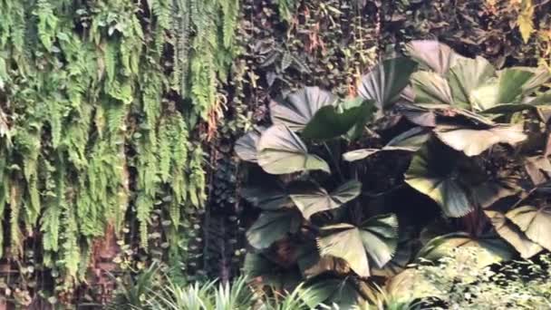 Dense thickets of plants in the impassable jungle — Stock Video