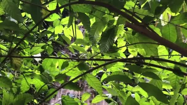 Des fourrés denses de plantes dans la jungle infranchissable 