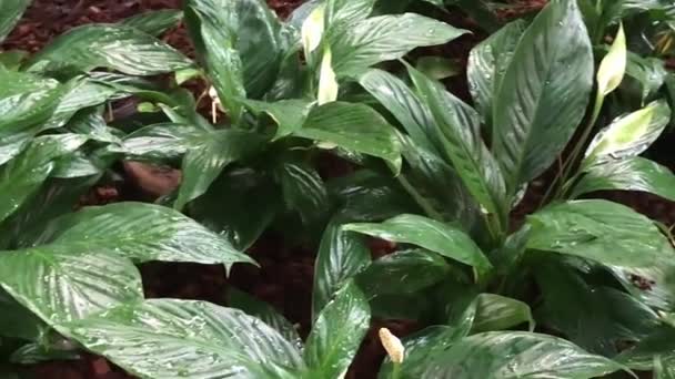 Des fourrés denses de plantes dans la jungle infranchissable — Video