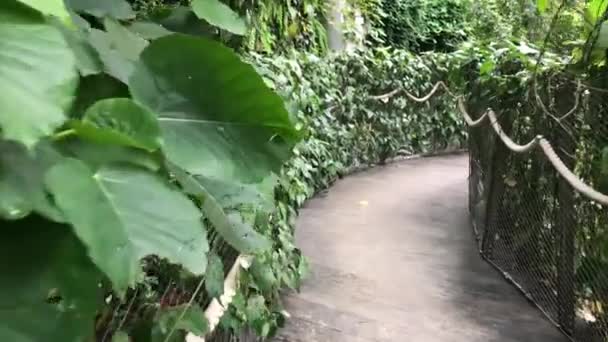 Dense boscaglie di piante nella giungla impraticabile — Video Stock