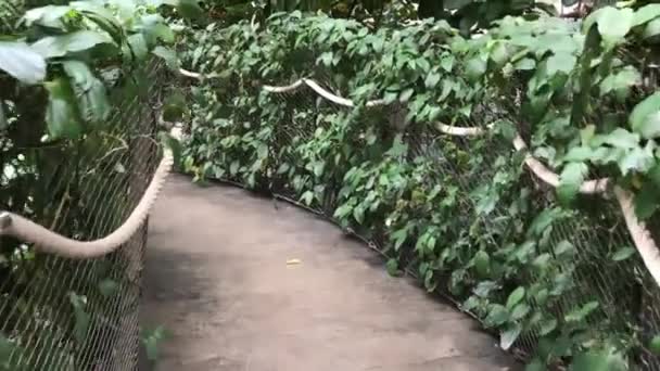 密密麻麻的丛林中植物 — 图库视频影像