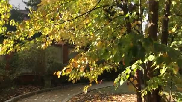Cesty podzimním časem ve veřejném parku — Stock video