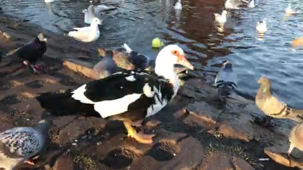 Donner du pain aux canards colverts et à la volaille dans l'étang — Video