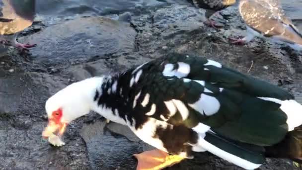Feeding bread to mallard ducks anf fowl in pond — Stock Video