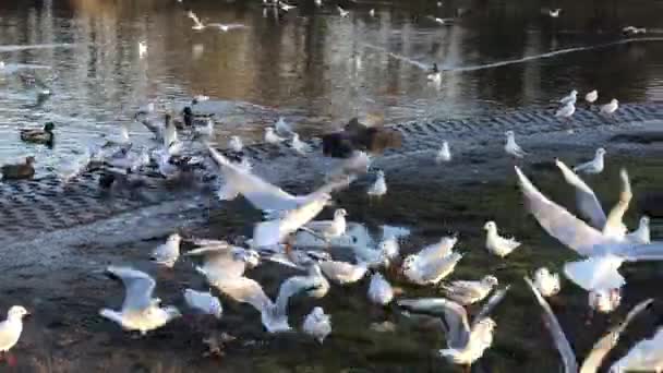 Het voeren van brood aan wilde eenden en gevogelte in vijver — Stockvideo