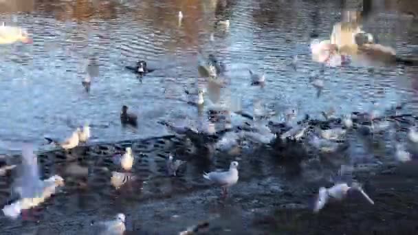 연못에 있는 어금니 오리에게 빵을 먹이는 모습 — 비디오